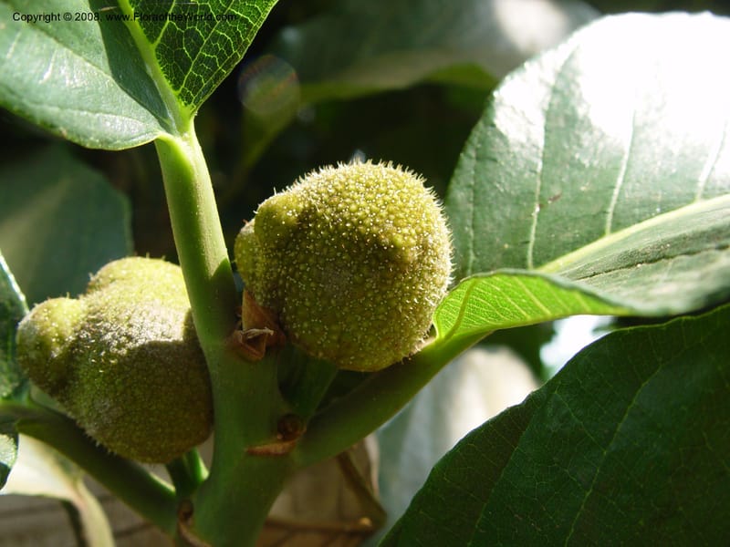 Artocarpus falcata--Cameroon. Limbe Botanic Garden. 4 Dec 03. 035.jpg