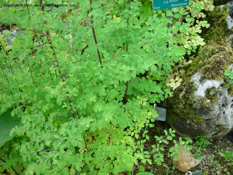 Thalictrum minus ssp. minus--France. Paris. Jardin des Plantes. 30 May 03. 098.jpg