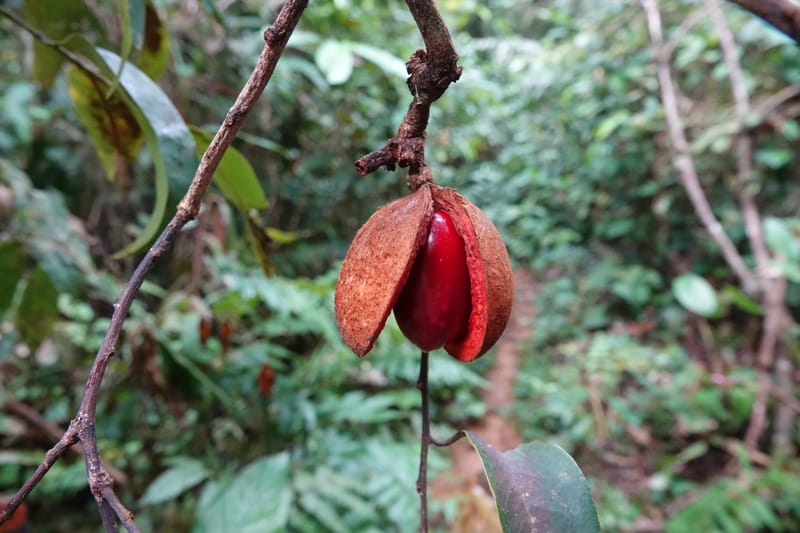 Staudtia gabonensis, C. Davidson 13939--Gabon. Maurel & Prom Oil Rd. 2 Nov. 2018. DSC01376 (278).JPG