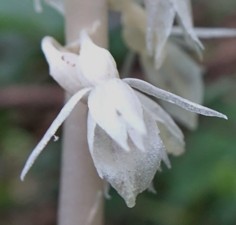 Epipogium roseum, Chung Kuo-Fang 3342--Taiwan. YangMing Shan Nat. Park. 18 May 2016. DSC02685 (232).JPG