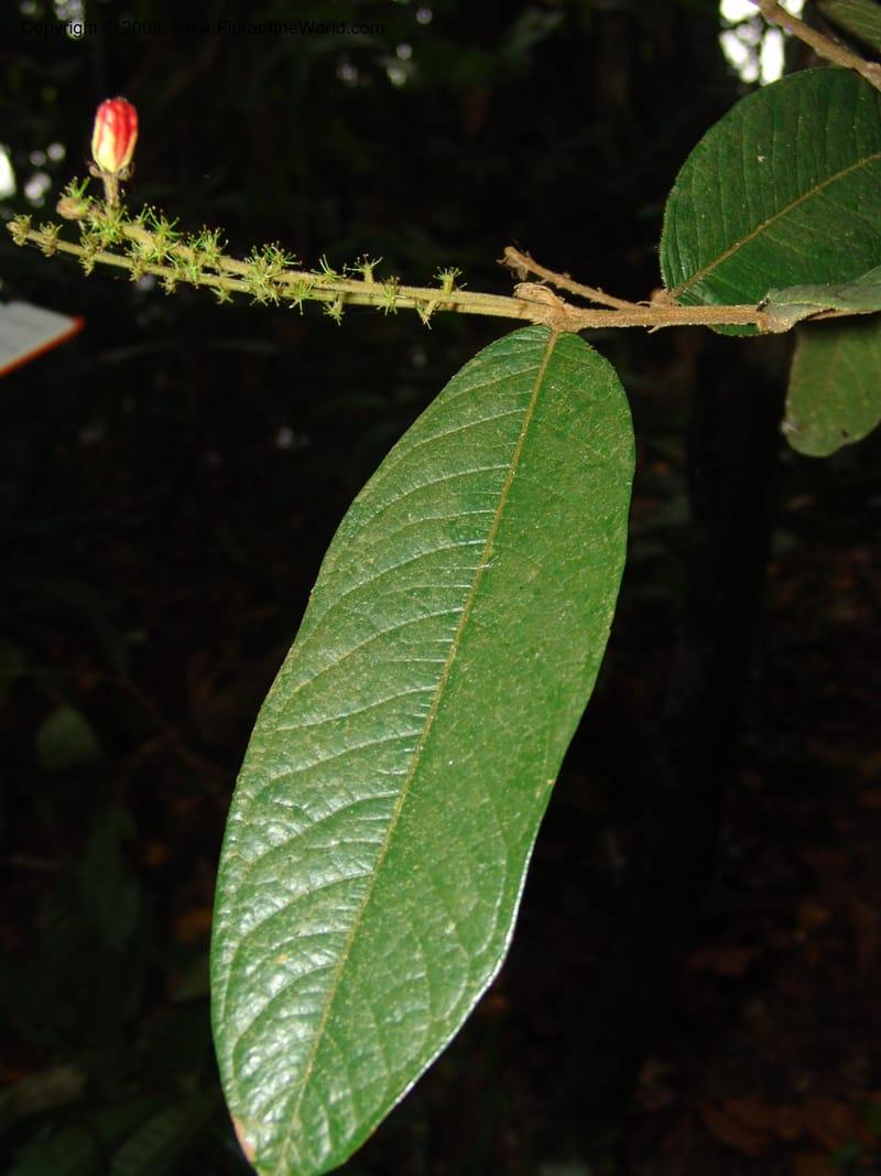 Hirtella bullata, AAraujoM1144--Bolivia. Pq. Nac. Madidi. Chalalan. Send. Paraba. 27 Nov 04. 027.jpg