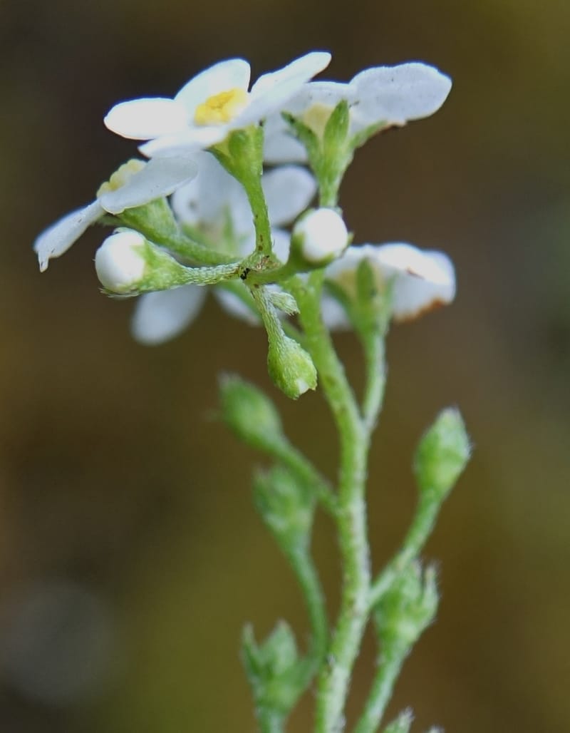 Trigonotis formosana, Tseng Yu-Hsin 1317--Taiwan. SW of Nanshan on highway 7. 20 May 2016. DSC03339 (78).JPG