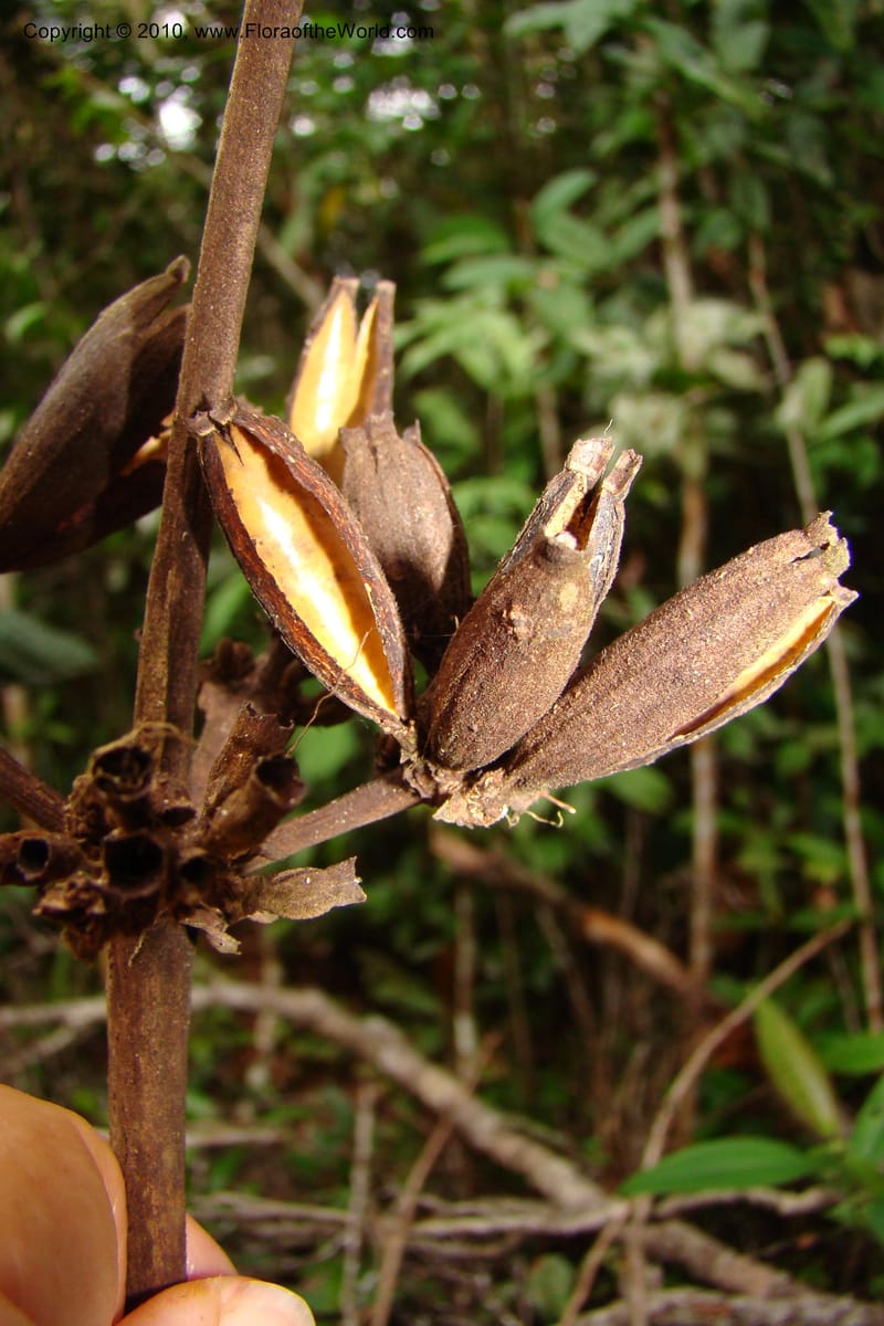 Ladenbergia, Vasquez 35053--Peru. Loreto. Dto. Iquitos. Res. Allpahuayo-Mishana. 19 Nov 08. 522 (17).jpg