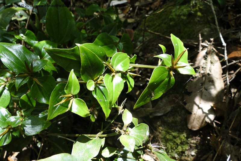 Canscora, Regalado 1893--Viet Nam. Hon Ba Nature Res. 12 May 2011. 145 (4).jpg