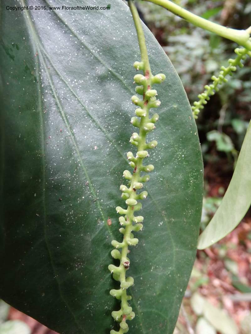 Piper, Davidson, C 12675--Sabah. Danum Valley. 4 Oct 2014. DSC01741 (240).JPG