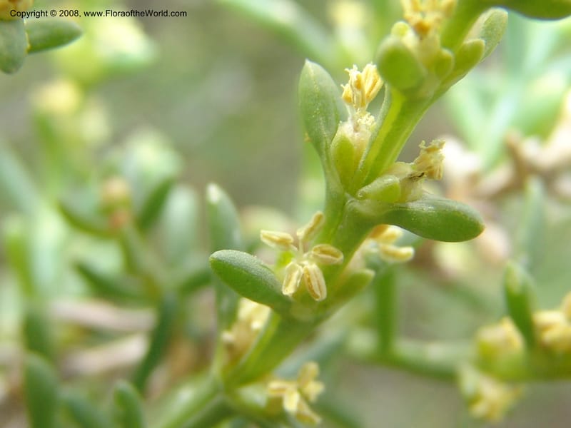 Salsola longifolia--Spain. Prov. Almeria. Tabernas, ca. Mini-hollywood. 22 Apr 05. 143.jpg