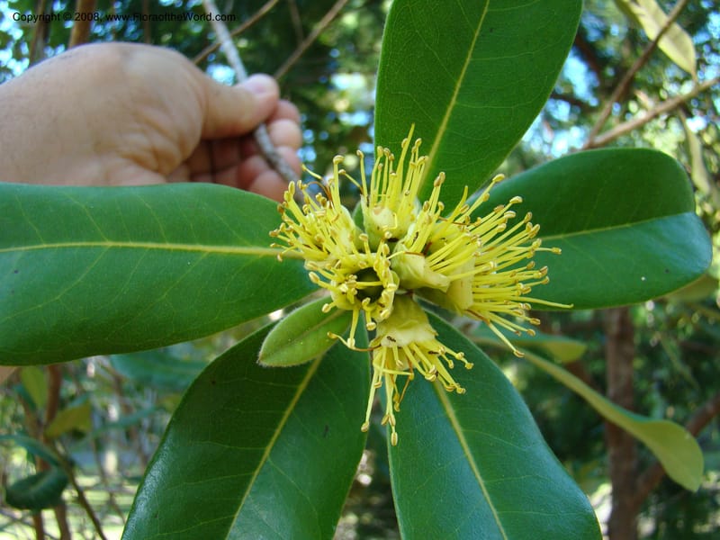 Xanthostemon--N.Caled. Parc Zool. & Forest., Noumea. 10 Nov 07. 043.jpg