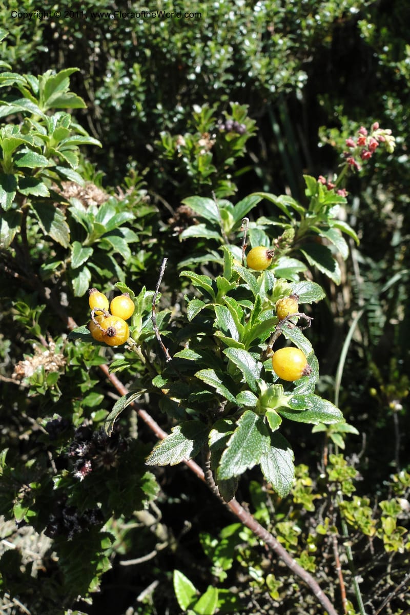 Ribes ecuadorense, Ulloa 2103--Ecuador. P. N. Sangay. 6 June 2011. 231 (10).jpg