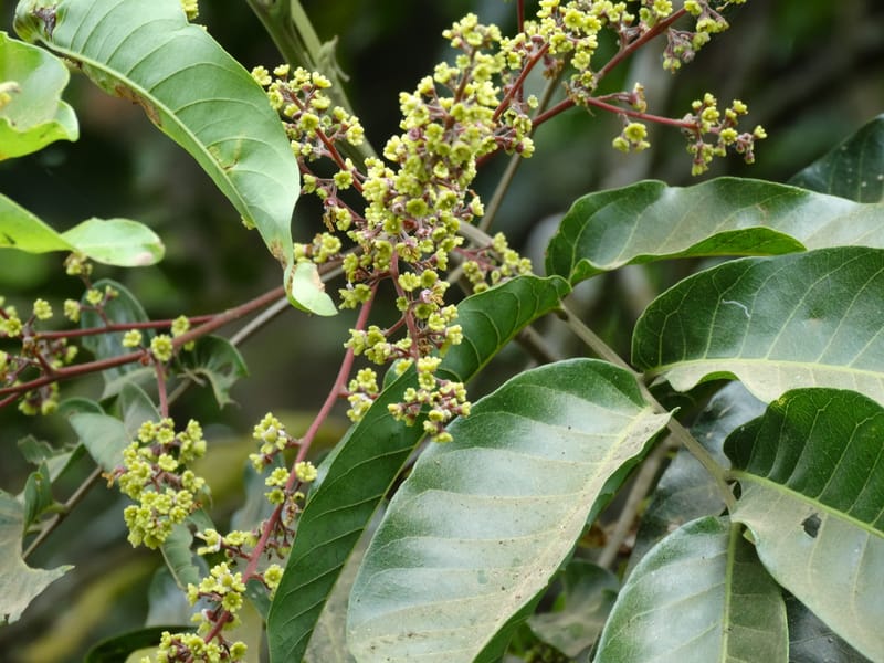 Alectryon, Munzinger, J 7386--Fiji. Along Hibiscus Hwy. 7 Nov 2015. DSC00180 (10).JPG