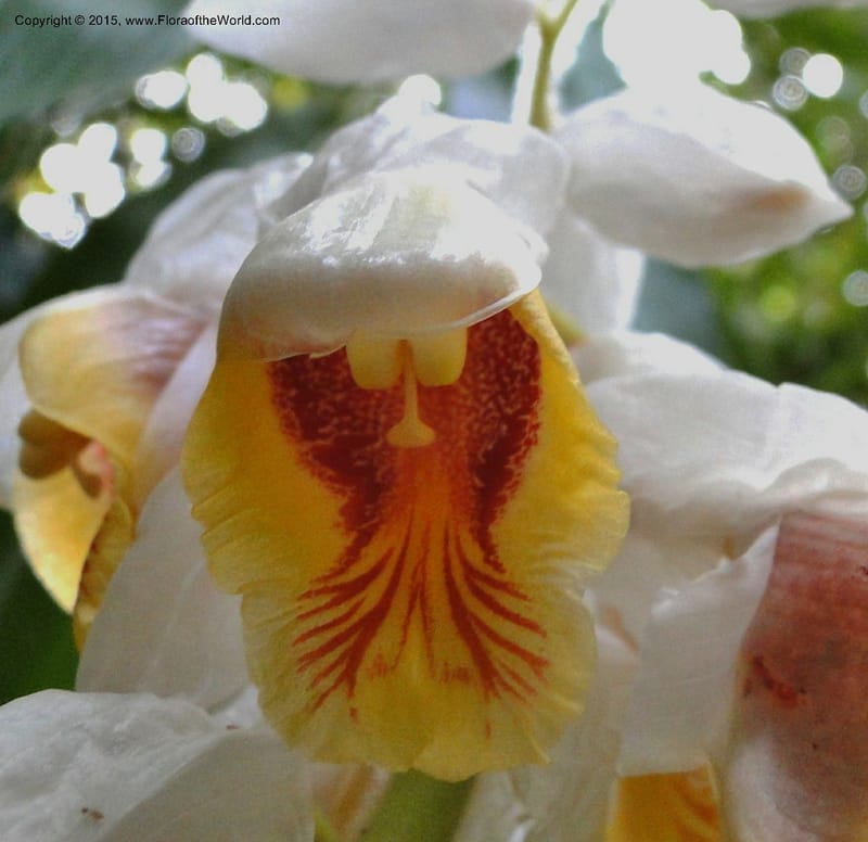 Alpinia, Regalado 1858--Viet Nam. Unknown mountain. 10 May 2011. 131 (6).jpg