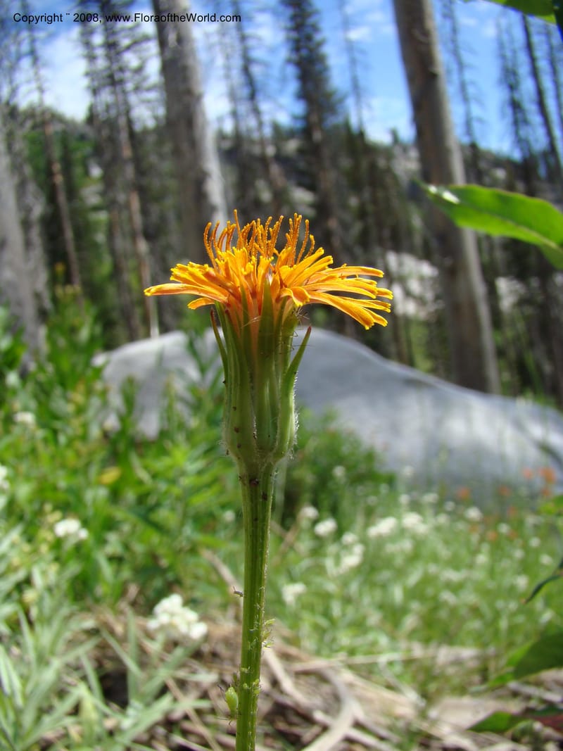 Agoseris aurantiaca, CDavidson11262--ID. Valley Co. Trail to Box Lake. 8 Jul 08. 043.jpg