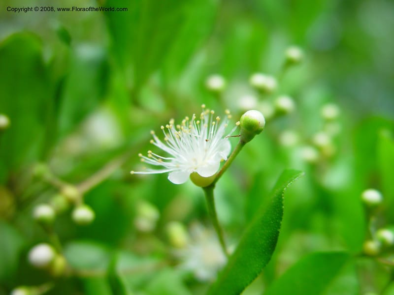 Myrcianthes fragrans--FL. Fairchild Tropical Gard. 7 Apr 03. 293.jpg