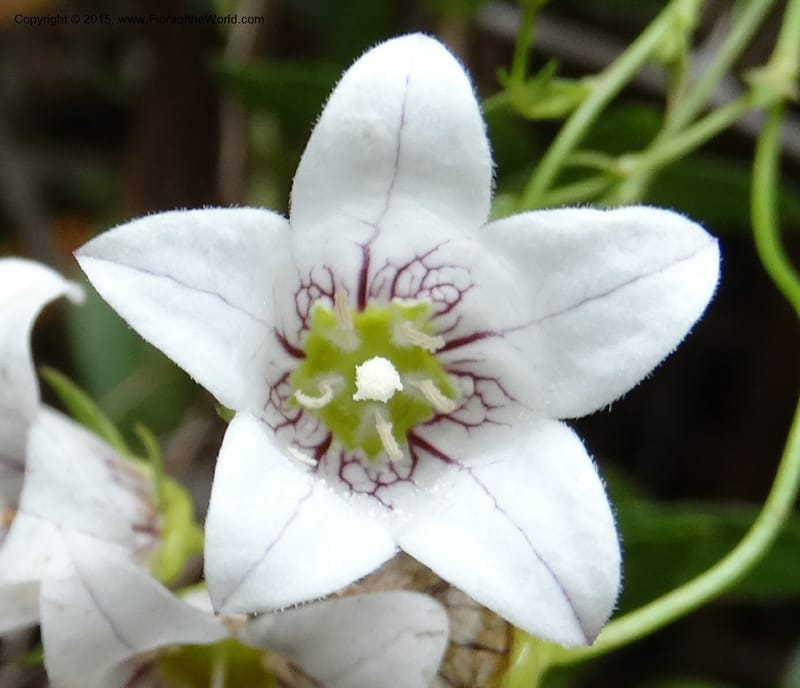 Wahlenbergia fernandeziana, Ricci, M 554.15--Chile. Juan Fernandez. Mirador Selkirk. 23 Feb 2015. DSC09106 (52).JPG