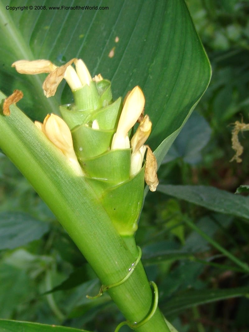 Calathea, not coll.--MX. Chiapas.  Camino Finca Prusia a Queretaro. 12 Nov 04. 044.jpg
