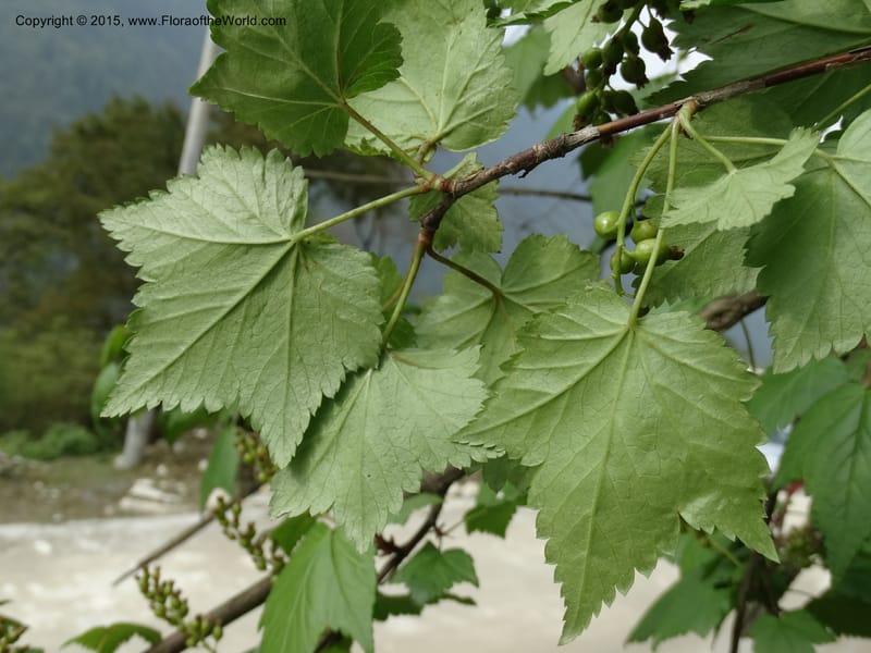 Ribes, Boufford, D 43667--China. Sichuan. GuoBaYan, HanBaiYu Shan. 12 May 2014. DSC05373 (242).JPG