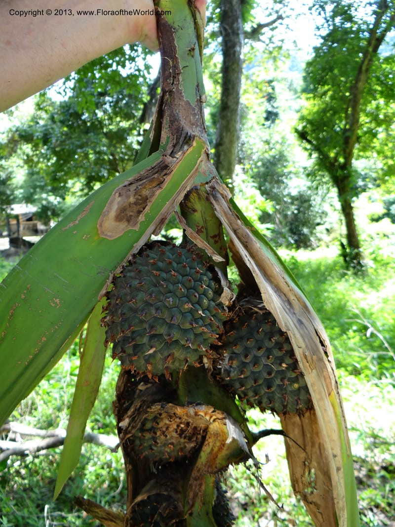 Pandanus unicornutus, Callmander 1050--Thailand. Ranong Prov. Klong Naka Wildlife Sanctuary. 14 Nov 2012. DSC09055 (244).JPG