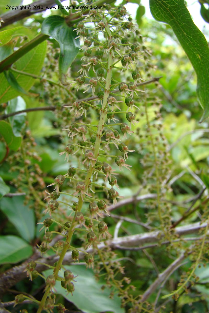 Coriaria arborea, C. Gemmill 731--New Zealand. N. Island. Mt. Te Aroha. 13 Jan 2010. 332 (21).jpg