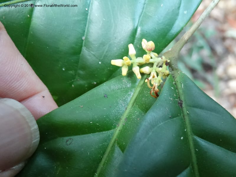 Chionanthus, Davidson, C 12886--Sabah. Sapa Paya For. Res. 23 Mar 2015. DSC00001 (97).JPG