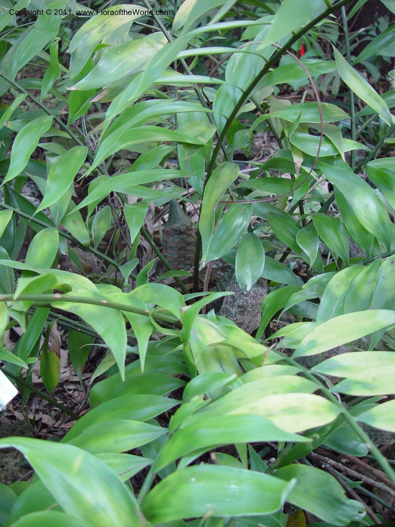 Zamia tuerckheimii. 771002E--Florida. Miami-Dade Co. Fairchild Tropical Garden. 15 Jan. 03. 172.jpg