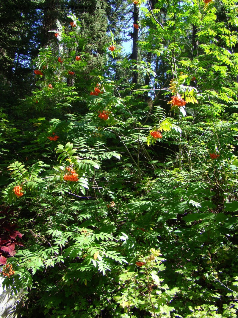 Sorbus sitchensis, CDavidson11311--ID. Valley Co. Sylvan Beach, Payette Lake. 5 Sep 08. 013.jpg