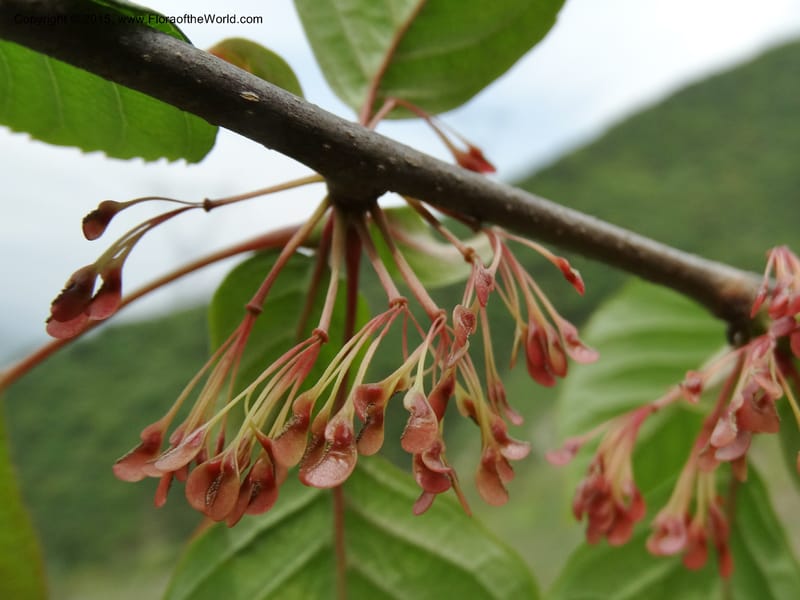 Euptelea pleiosperma, Boufford, D 43587--China. Sichuan. Tudiling Tunnel. 6 May 2014. DSC03860 (142).JPG