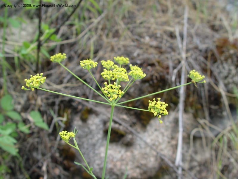 Lomatium triternatum--ID. Idaho Co. Salmon R. Polly Bemis Ranch. 7 May 04. 064.jpg