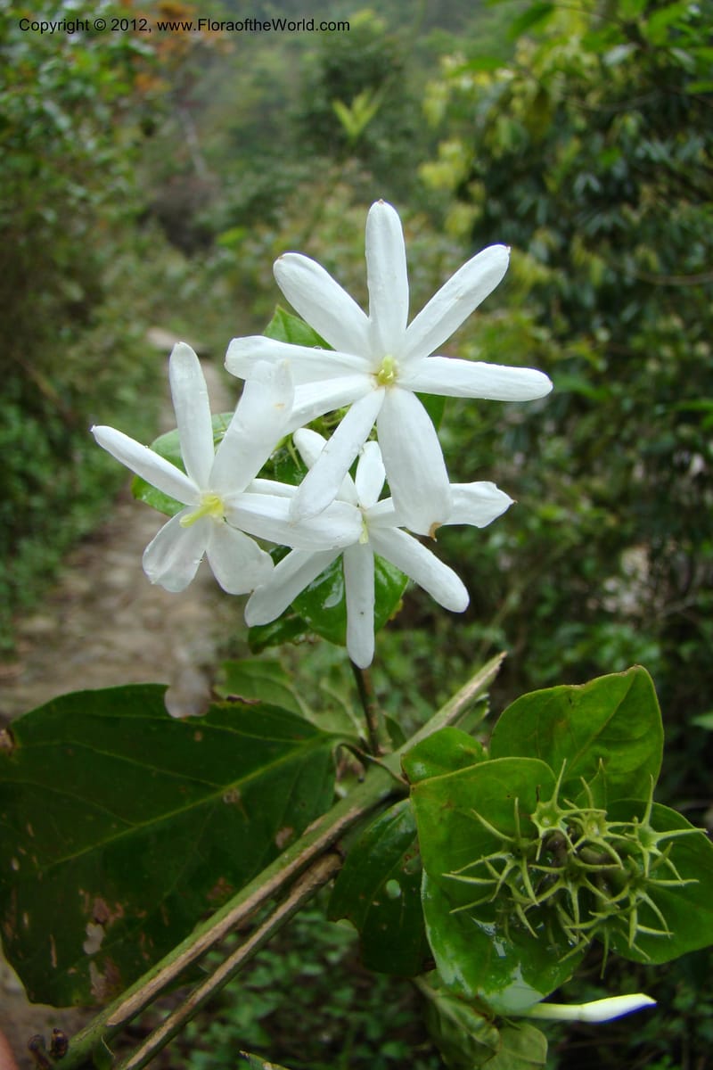 Gardenia, Regalado 1658--Viet Nam.Hoang Lien Son. 7 Apr 09. 072 (2).jpg