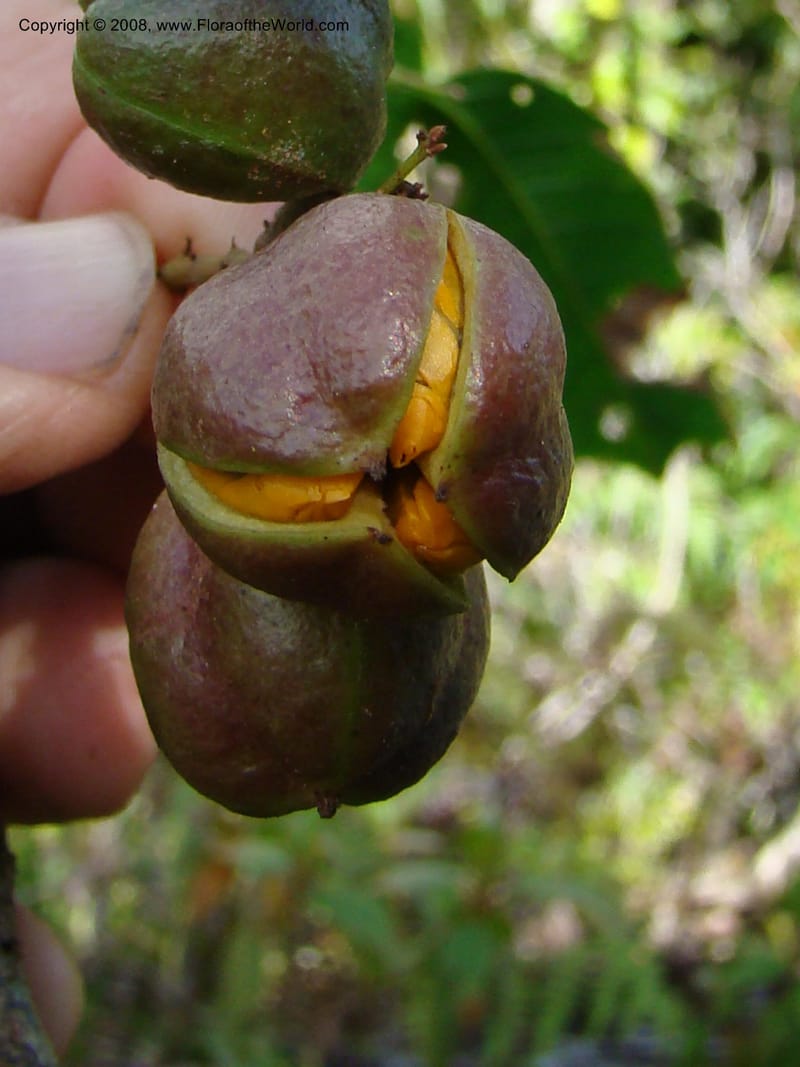 Cupaniopsis, JMunzinger4744--New Caledonia. Mandjelia. 13 Nov 07. 153.jpg