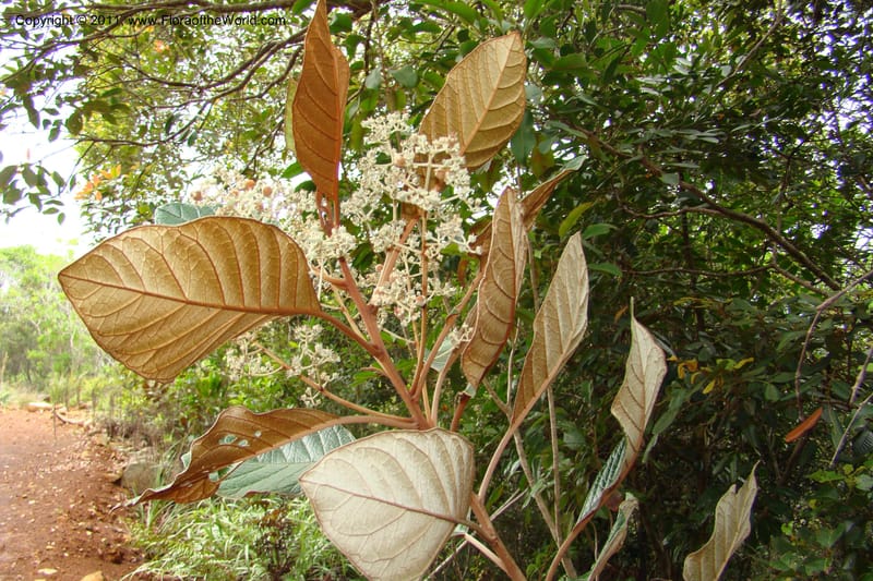 Argophyllum--New Caledonia. Mont Dore. 20 Jan 2010. 001 (214).jpg
