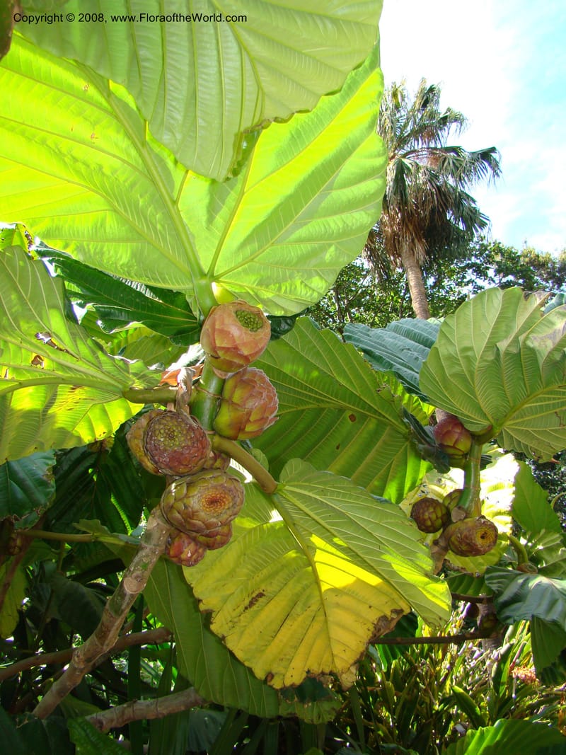 Ficus dammaropsis--Australia. Royal Botanic Garden, Melbourne. 19-20 Mch 08. 207.jpg