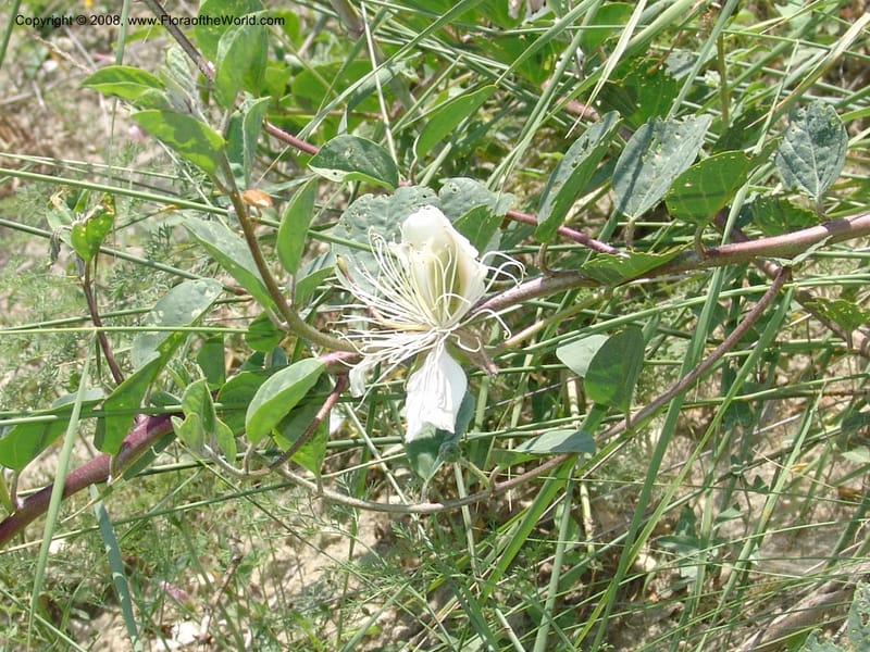 Capparis herbacea--Georgia. Shio Mgvime Monastery road. 12 Jun 05. 157.jpg