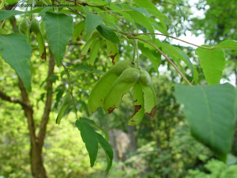 Acer triflorum--CT. Branford. Dr. Nickou's private garden. 27 Jun 03 046.jpg