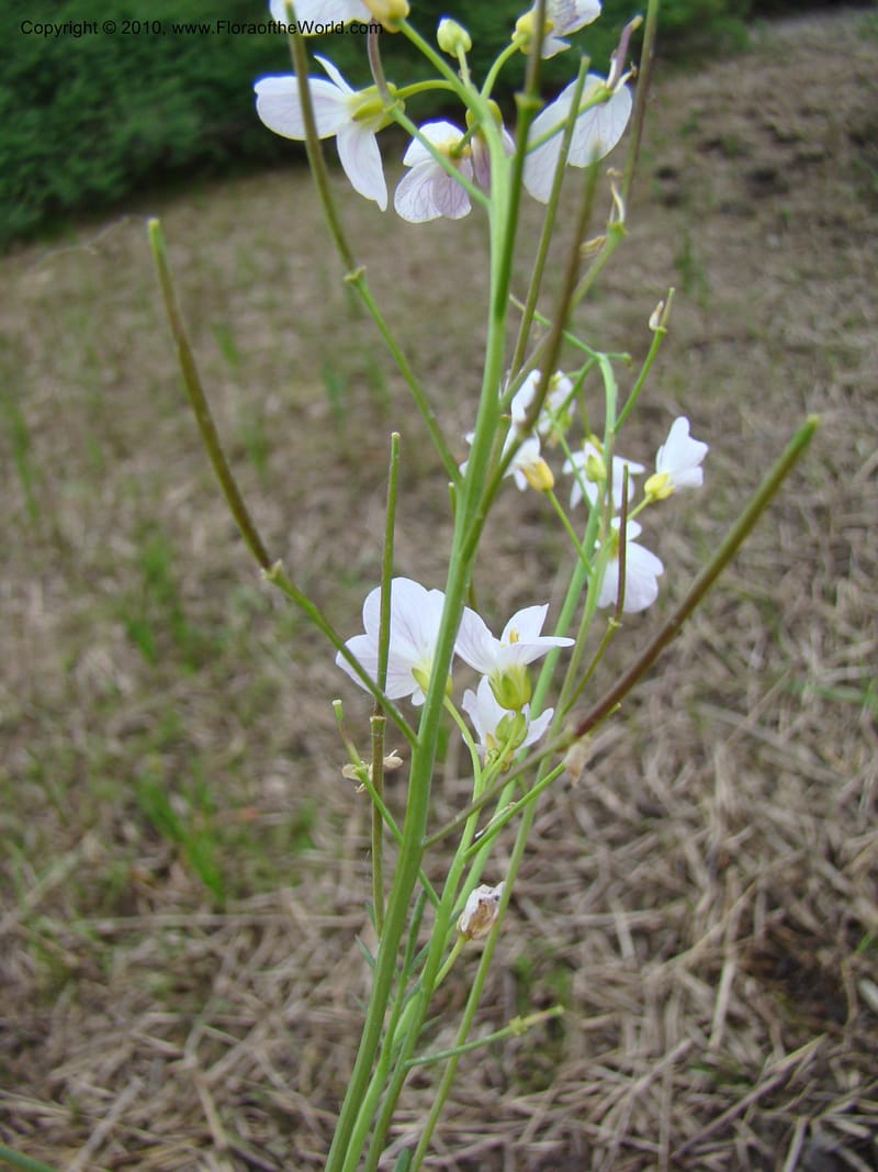 Rorippa, C. Davidson 11200--Slovenia, Notranjska Region, Meadow near Planina at Unica River, 16 May 2008018 (19).jpg