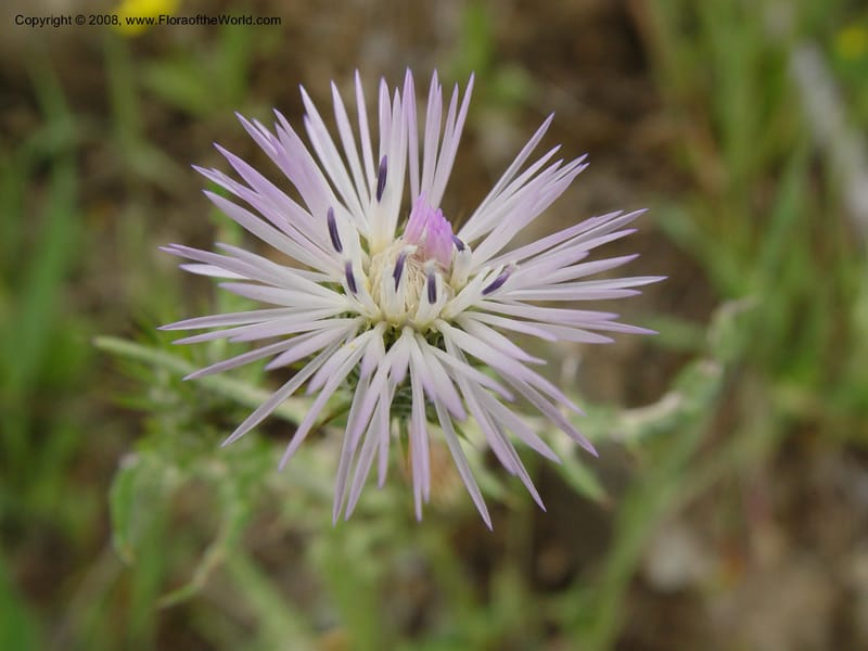 Galactites tomentosa--Spain. Gran.Prov. 8 km S Jct. Albondon-Albunol, C333. 15 Apr 04. 002.jpg