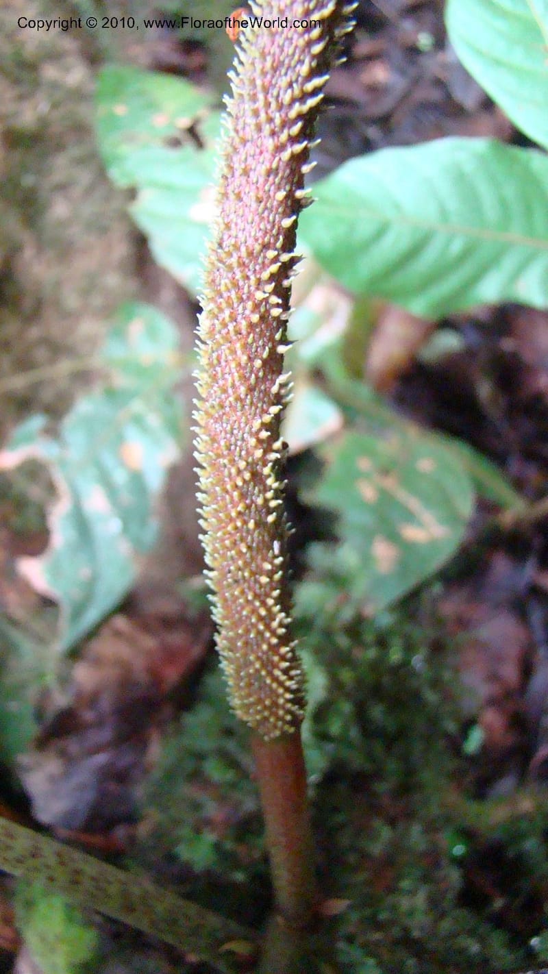 Peperomia...WDS#27264,Nicaragua,Matagalpa,La Selva Negra,16June2008 134.jpg