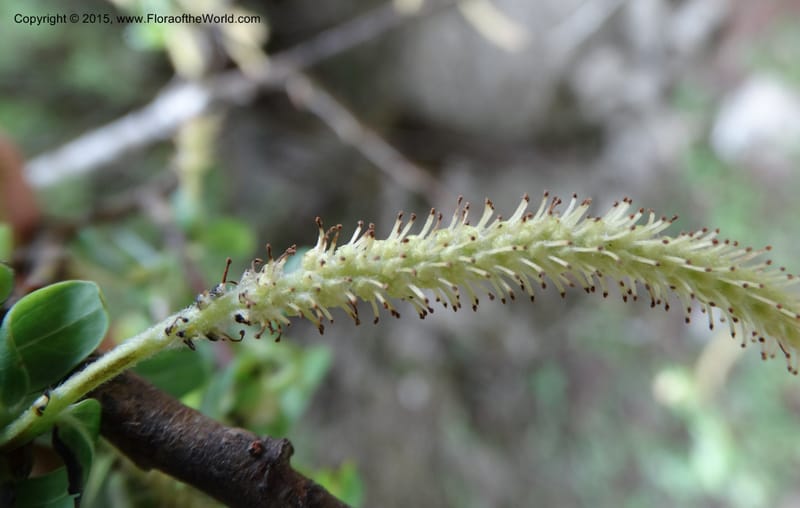Salix, Boufford, D 43734--China. Sichuan. XinZhaZi Gou. 14 May 2014. DSC06426 (121).JPG