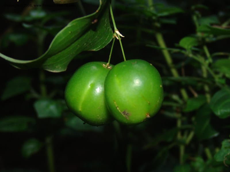 Behnia reticulata--So.Africa. Mpumal. Buffelskloof Private Nat. Res. 17 Mch 05. 158.jpg