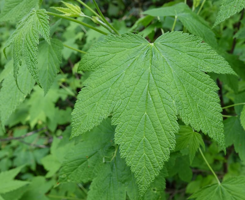 Ribes japonicum--Japan. Niigata. Sasagamine. Yu Memidaira. Forest Therapy Trail. 28 May 2016. DSC04970 (148).JPG