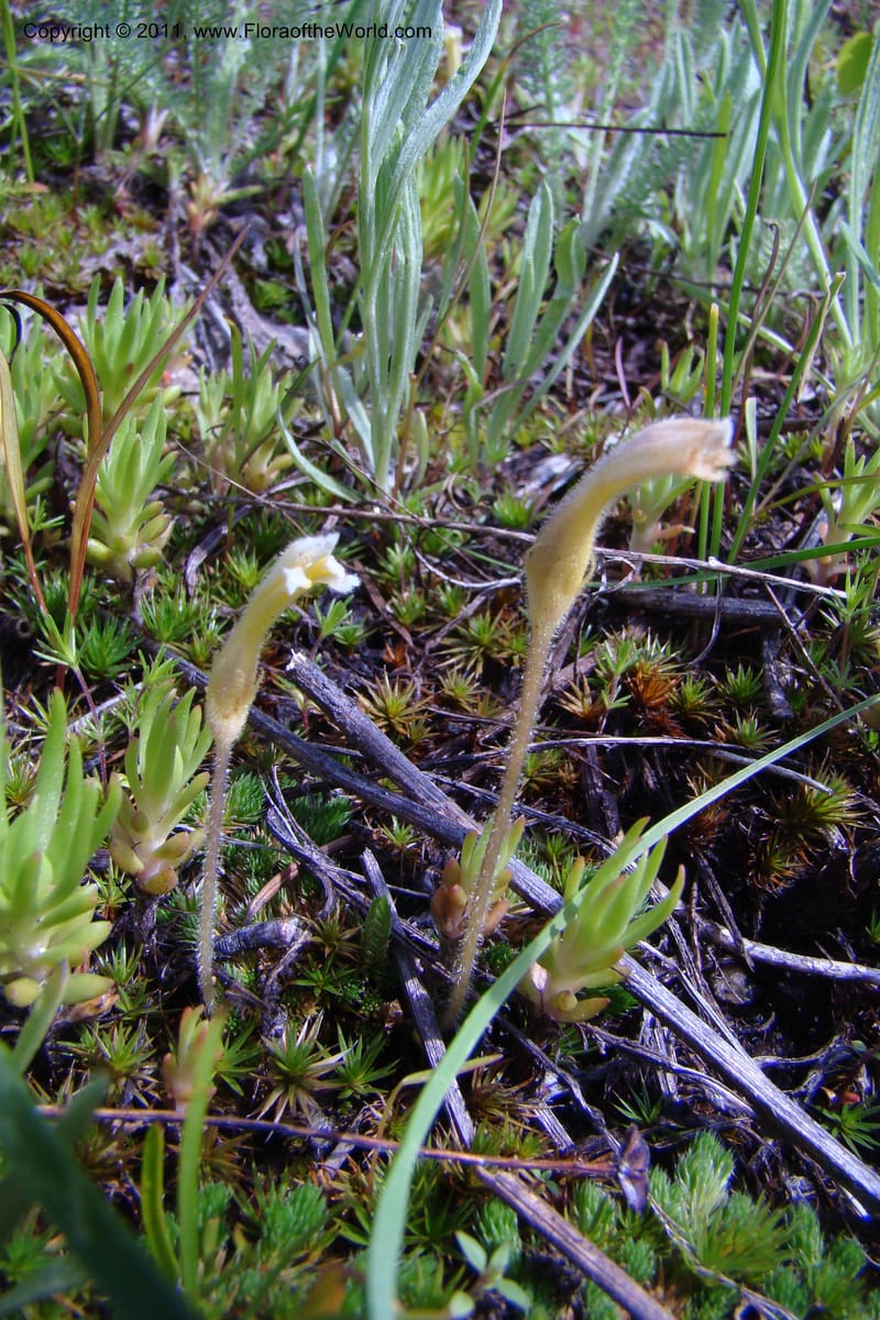 Orobanche uniflora, C. Davidson 11440--Idaho. Valley Co. Payette Lake. Sylvan Beach. 7 June 2009. 086.jpg