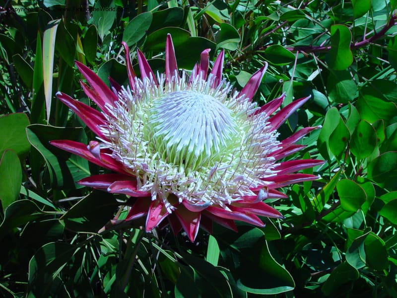 Protea cynaroides--So. Africa. Cape Province. Stellenbosch Bot. Garden. 21 Nov 02. 011.jpg