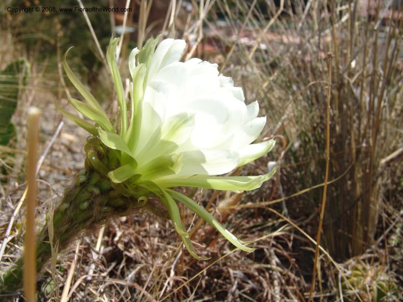 Echinopsis bridgesii--Bolivia. La Paz. Send. Aguila. 4 Dec 04. 140.jpg