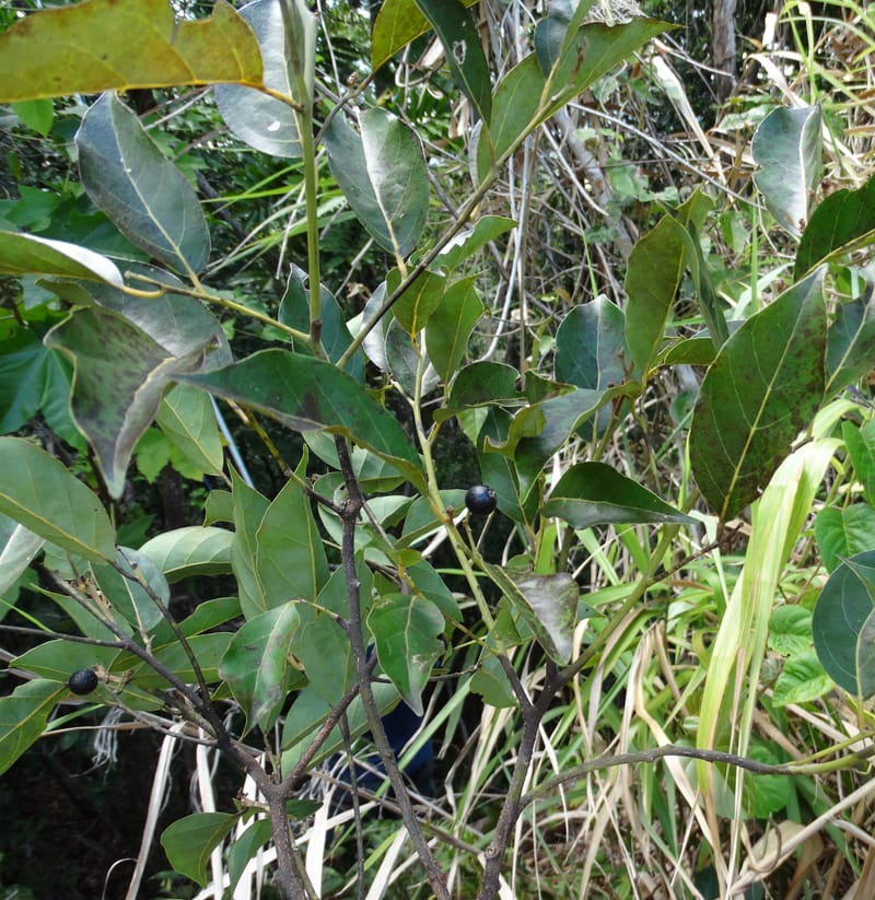 Cryptocarya, Lowry, P 7340--Fiji. Vesidrua Vill. 5 Nov 2015. DSC09215 (120).JPG