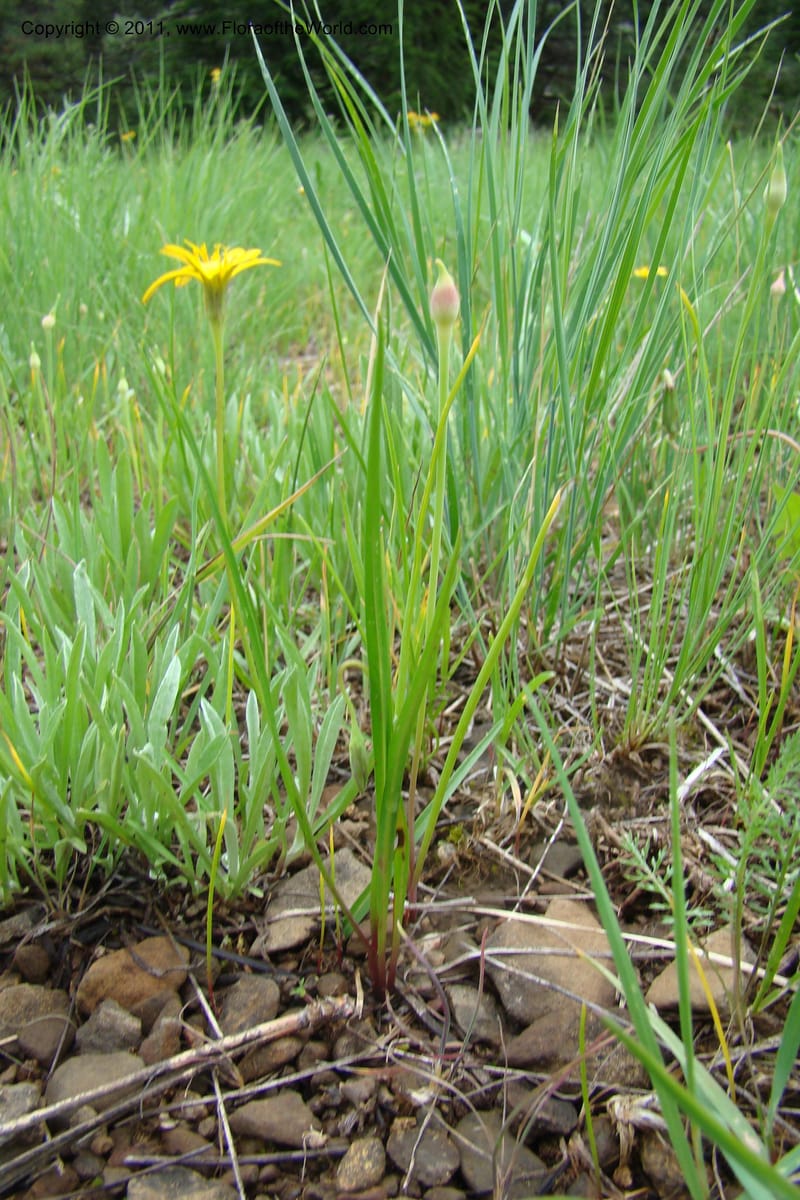 Microseris nutans, C. Davidson 11421--Idaho. Adams Co. Smokey Boulder Rd. 6 June 2009. 178.jpg