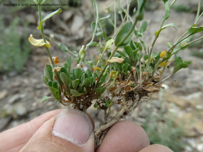 Noccaea fendleri, Davidson, C 12589--ID. Idaho Co. Seven Devils Camp Ground. 15 Jul 2014. DSC00113 (75).JPG