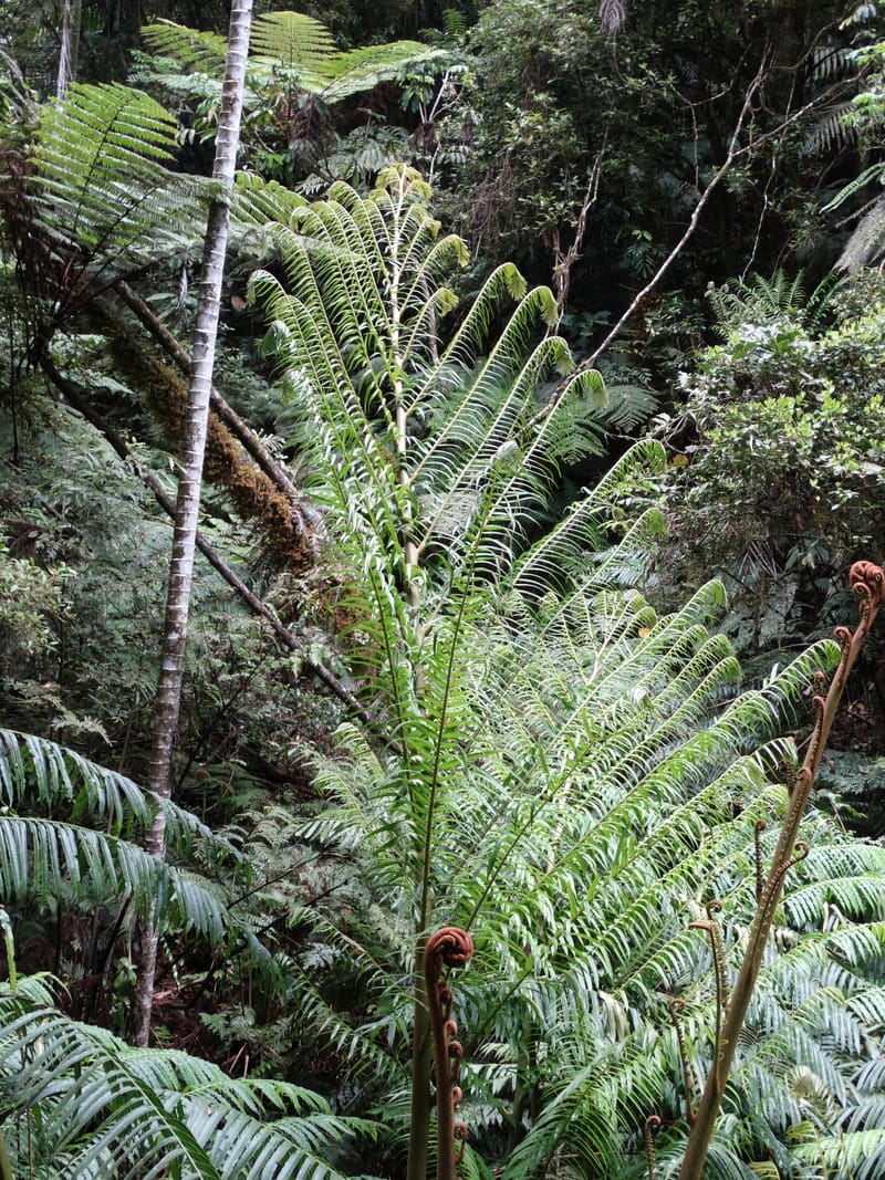 Angiopteris, Munzinger, J 7403--New Caledonia. Haute Robinson. 11 Nov. 2015. DSC00909 (308).JPG