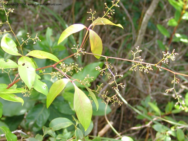 Rhus acocksii--So.Africa. E. Cape. Umtamvuna Nat. Res. 11 Mch 05. 460.jpg