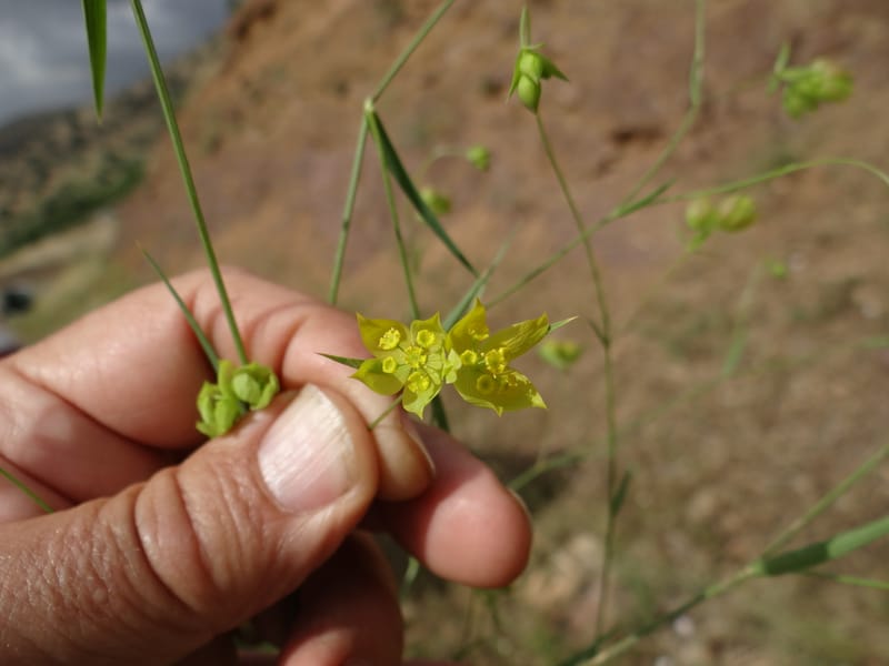 Bupleurum--Kurdistan. Tawailla. Stop 3. 22 May 2013. DSC04827 (28).JPG