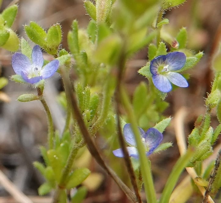 Veronica arvensis, C. Davidson 13751--Oregon. Wallowa Co. Zumwalt.Trail Cr. Rd. 4 Jun 2018. DSC04078 (34).JPG