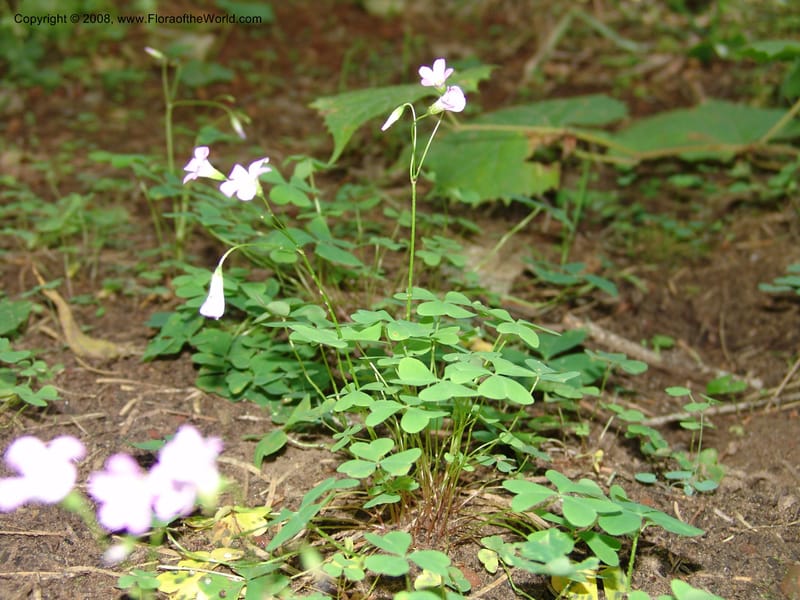 Oxalis alpina--AZ. Coconino Co. Oak Cr Canyon. W Fork Trail 108. 4 Sep 04. 155.jpg