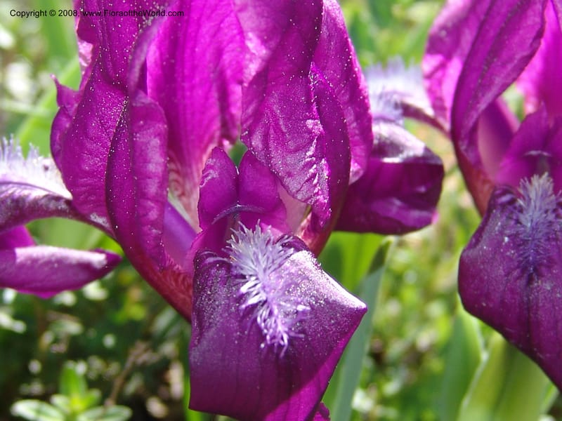 Iris hungarica--Georgia. 0.5 km N of Bakuriani. 8  Jun 05. 010.jpg